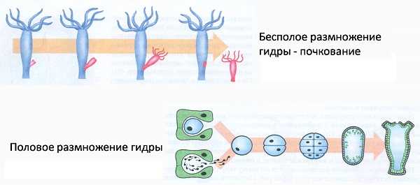 Оригинальный сайт mega